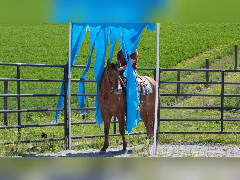 American Quarter Horse Wallach 4 Jahre Falbe in Fredericksburg