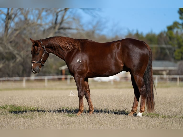 American Quarter Horse Wallach 4 Jahre Fuchs in Terrell