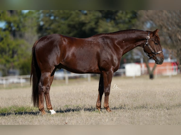 American Quarter Horse Wallach 4 Jahre Fuchs in Terrell