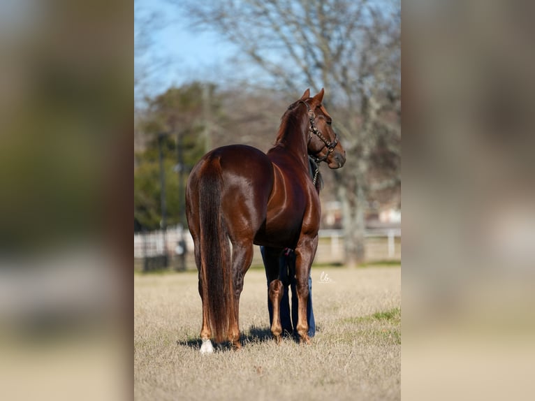 American Quarter Horse Wallach 4 Jahre Fuchs in Terrell