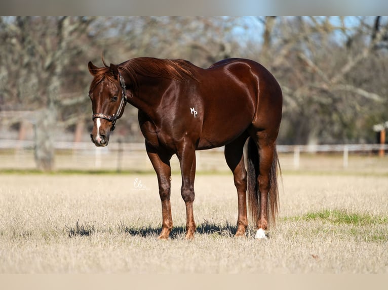 American Quarter Horse Wallach 4 Jahre Fuchs in Terrell