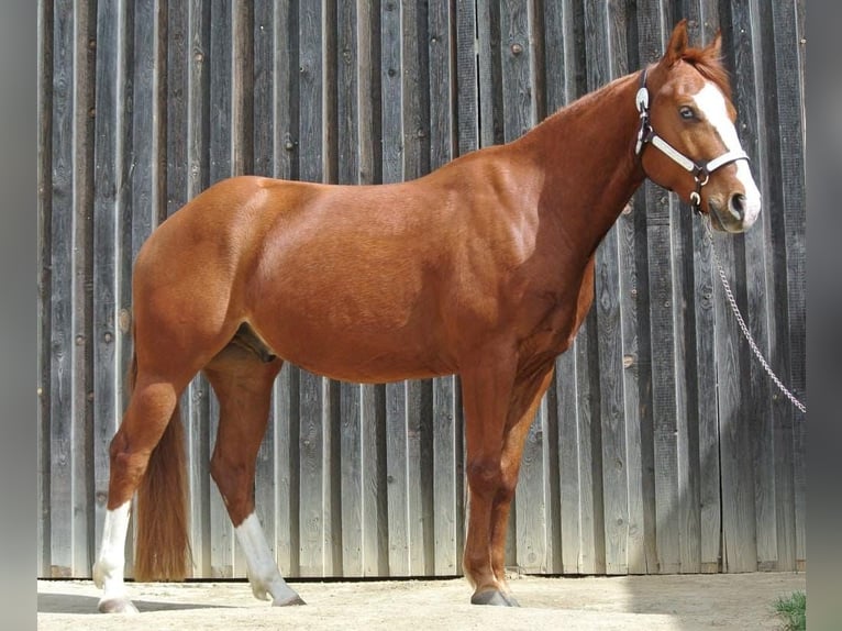 American Quarter Horse Wallach 4 Jahre Fuchs in Groß Siegharts