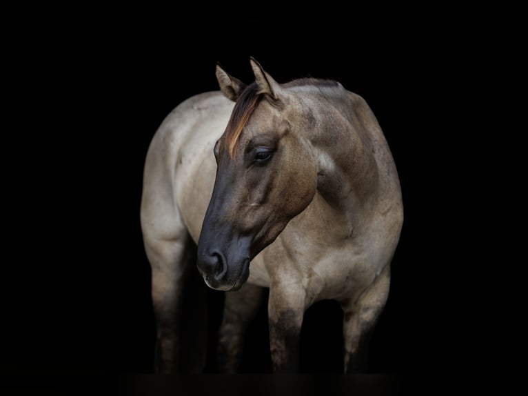 American Quarter Horse Wallach 4 Jahre Grullo in Quitman