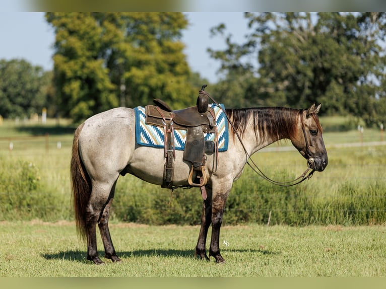 American Quarter Horse Wallach 4 Jahre Grullo in Quitman