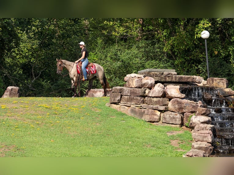 American Quarter Horse Wallach 4 Jahre Grullo in Quitman