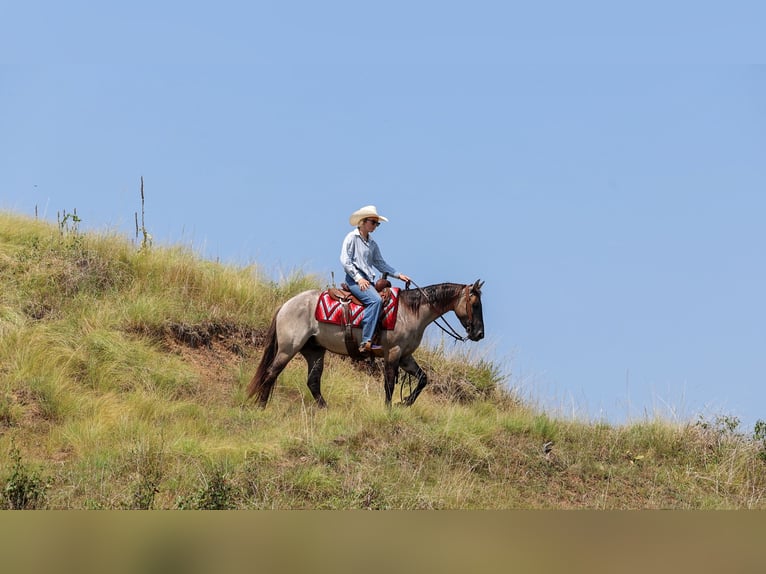 American Quarter Horse Wallach 4 Jahre Grullo in Quitman