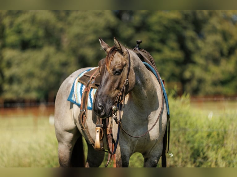 American Quarter Horse Wallach 4 Jahre Grullo in Quitman