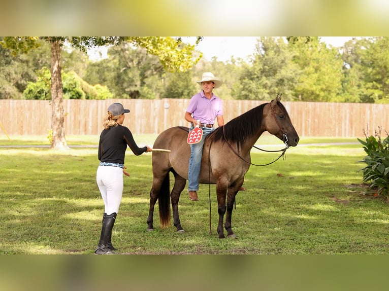 American Quarter Horse Mix Wallach 4 Jahre Grullo in Ocala