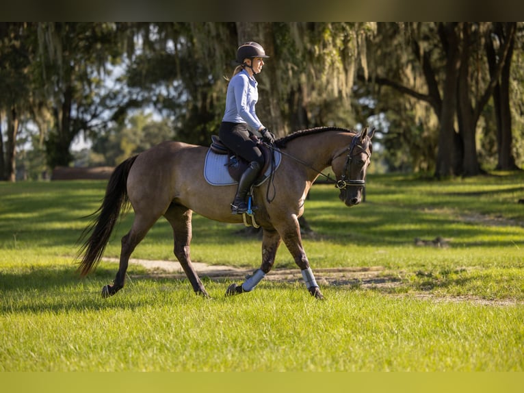 American Quarter Horse Mix Wallach 4 Jahre Grullo in Ocala