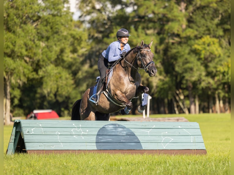 American Quarter Horse Mix Wallach 4 Jahre Grullo in Ocala