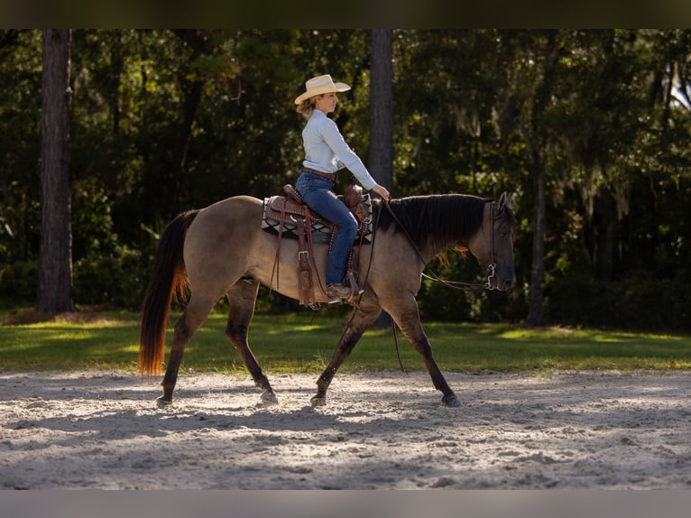American Quarter Horse Mix Wallach 4 Jahre Grullo in Ocala