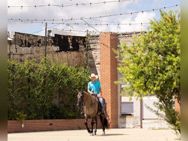 American Quarter Horse Mix Wallach 4 Jahre Grullo in Ocala