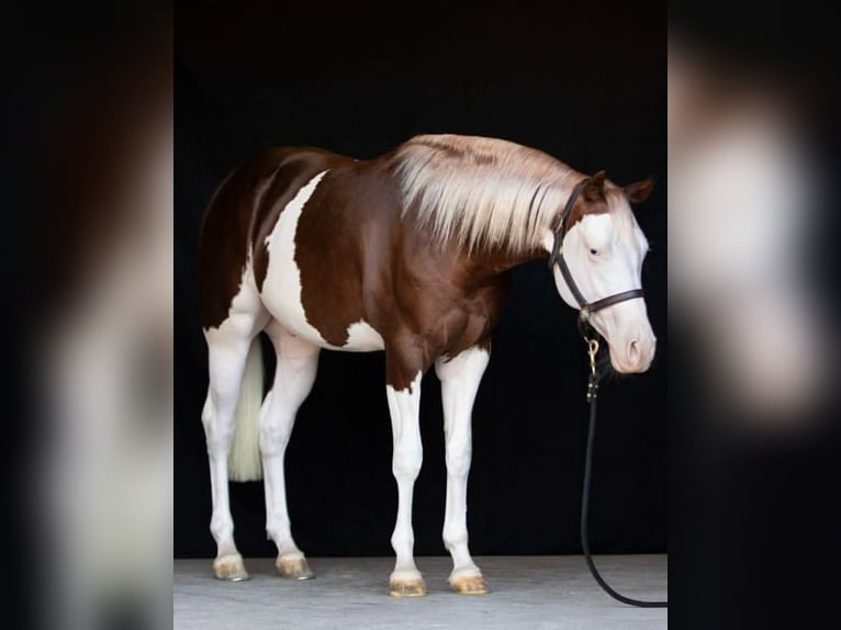 American Quarter Horse Wallach 4 Jahre Overo-alle-Farben in Brescia