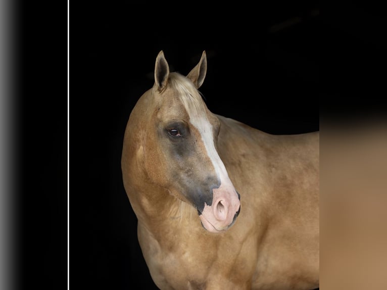 American Quarter Horse Wallach 4 Jahre Palomino in Ocala