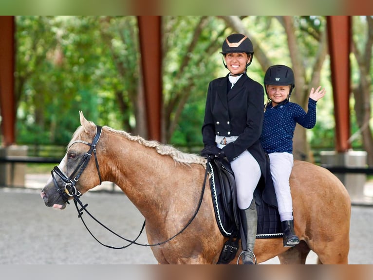 American Quarter Horse Wallach 4 Jahre Palomino in Ocala