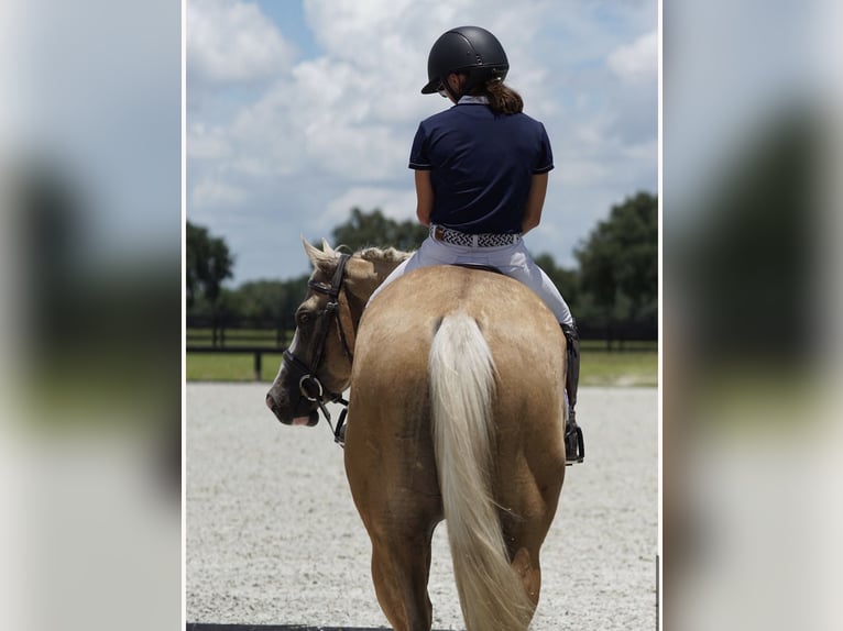 American Quarter Horse Wallach 4 Jahre Palomino in Ocala