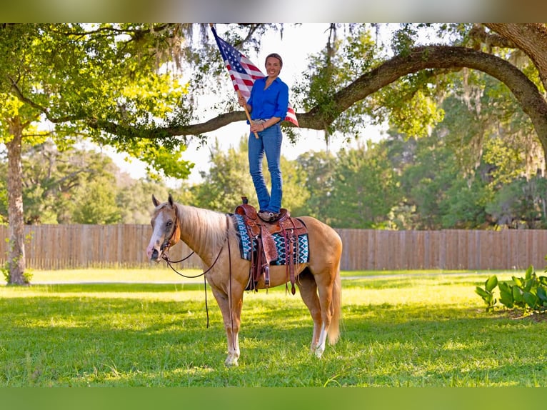 American Quarter Horse Wallach 4 Jahre Palomino in Ocala