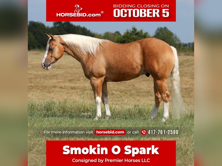 American Quarter Horse Wallach 4 Jahre Palomino in Buffalo