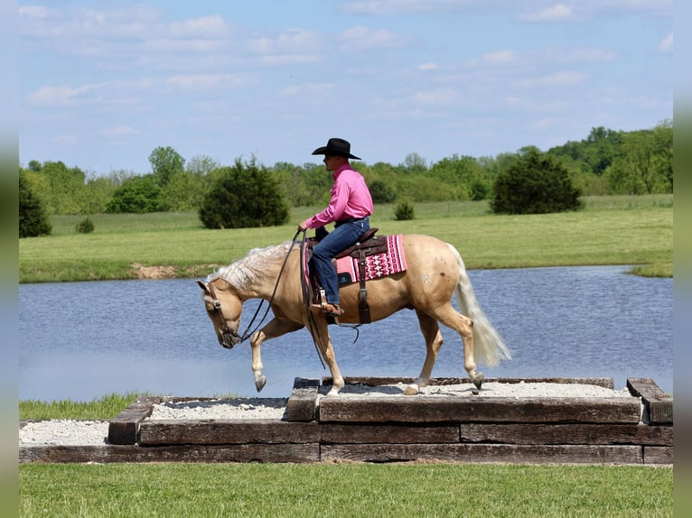 American Quarter Horse Wallach 4 Jahre Palomino in Buffalo