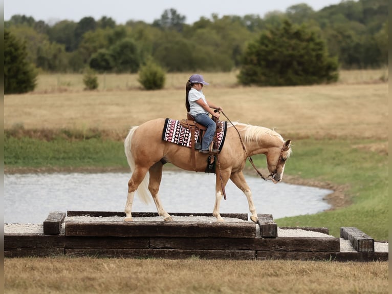 American Quarter Horse Wallach 4 Jahre Palomino in Buffalo