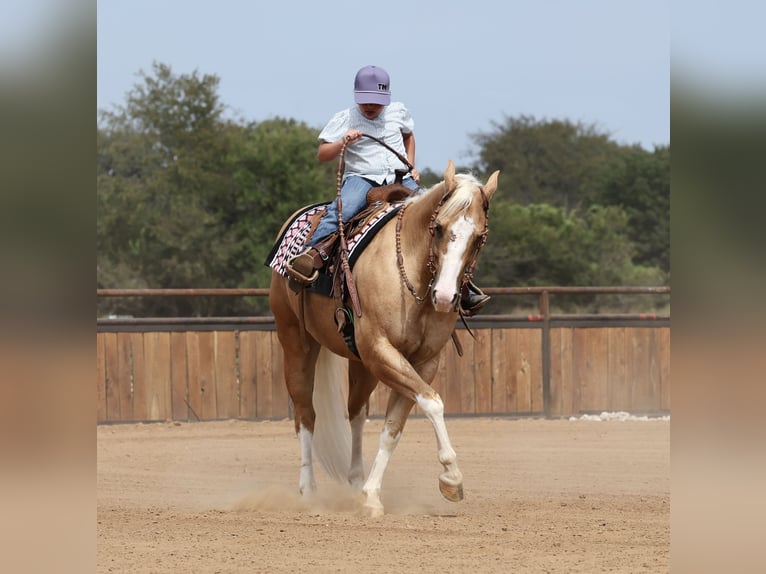American Quarter Horse Wallach 4 Jahre Palomino in Buffalo
