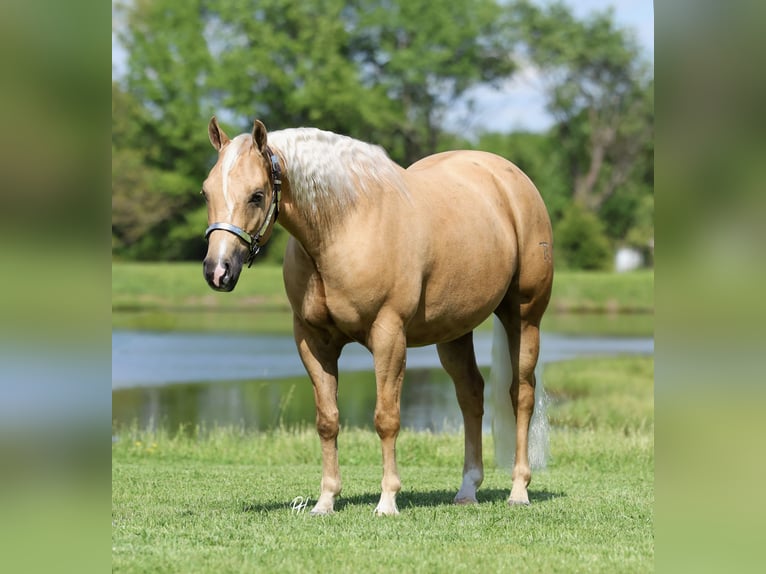 American Quarter Horse Wallach 4 Jahre Palomino in Buffalo