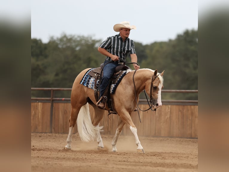 American Quarter Horse Wallach 4 Jahre Palomino in Buffalo