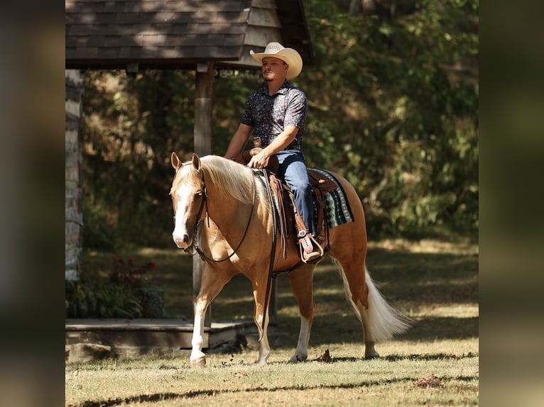 American Quarter Horse Wallach 4 Jahre Palomino in Buffalo