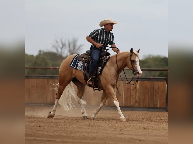 American Quarter Horse Wallach 4 Jahre Palomino in Buffalo