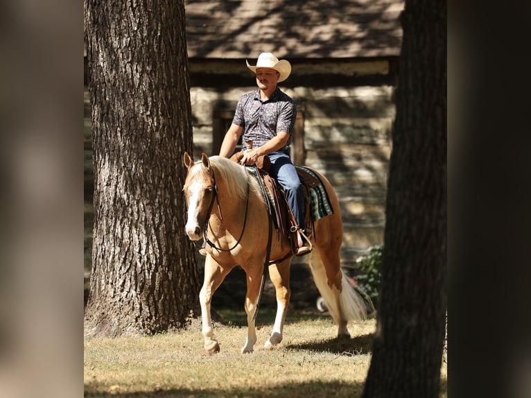 American Quarter Horse Wallach 4 Jahre Palomino in Buffalo