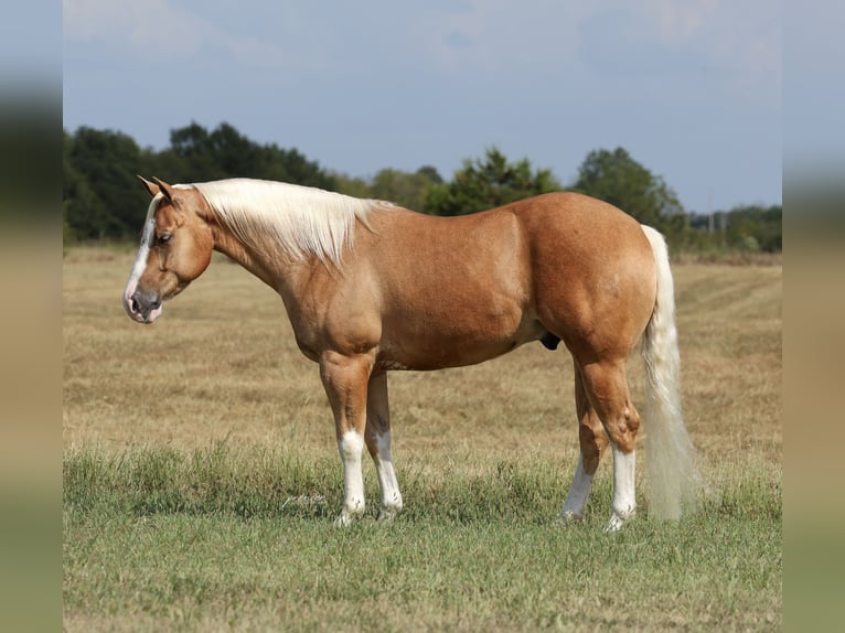 American Quarter Horse Wallach 4 Jahre Palomino in Buffalo