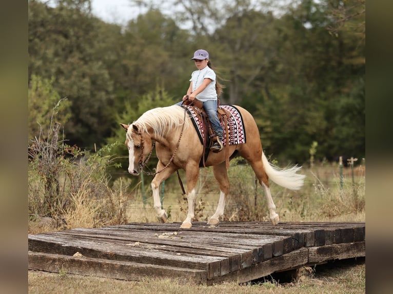 American Quarter Horse Wallach 4 Jahre Palomino in Buffalo