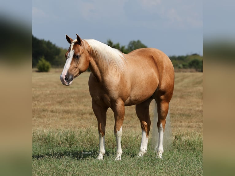 American Quarter Horse Wallach 4 Jahre Palomino in Buffalo