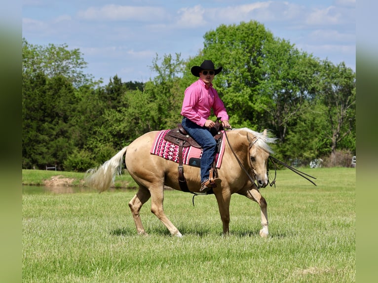 American Quarter Horse Wallach 4 Jahre Palomino in Buffalo