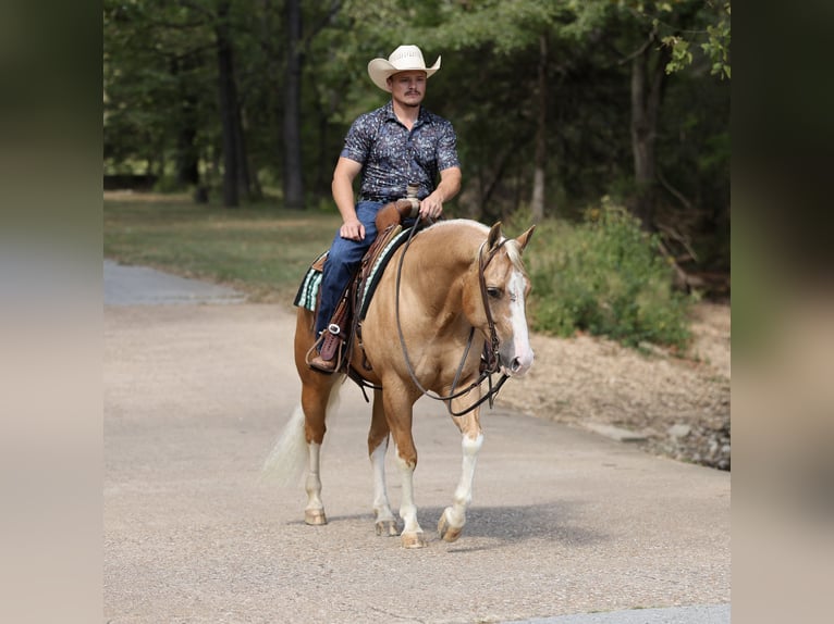 American Quarter Horse Wallach 4 Jahre Palomino in Buffalo