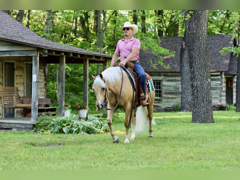 American Quarter Horse Wallach 4 Jahre Palomino in Buffalo