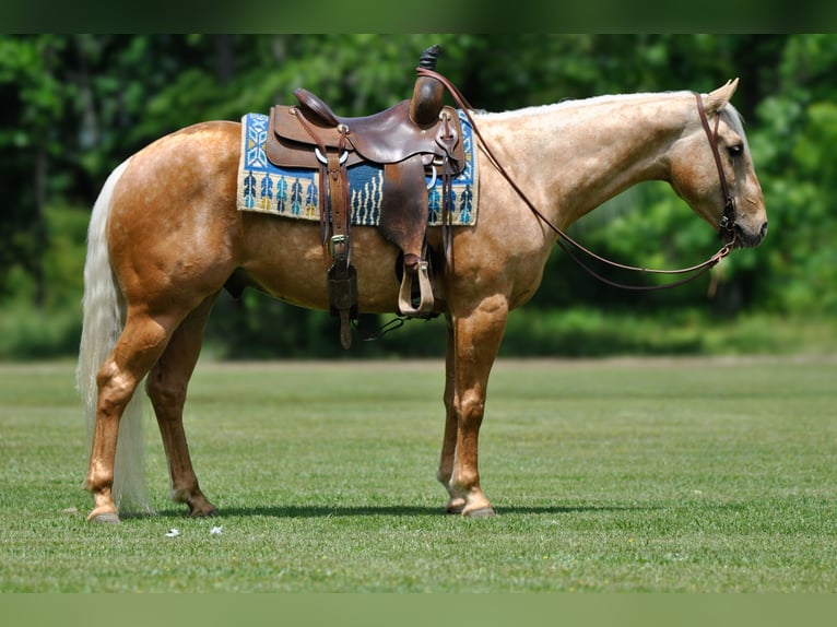 American Quarter Horse Wallach 4 Jahre Palomino in Amory, MS