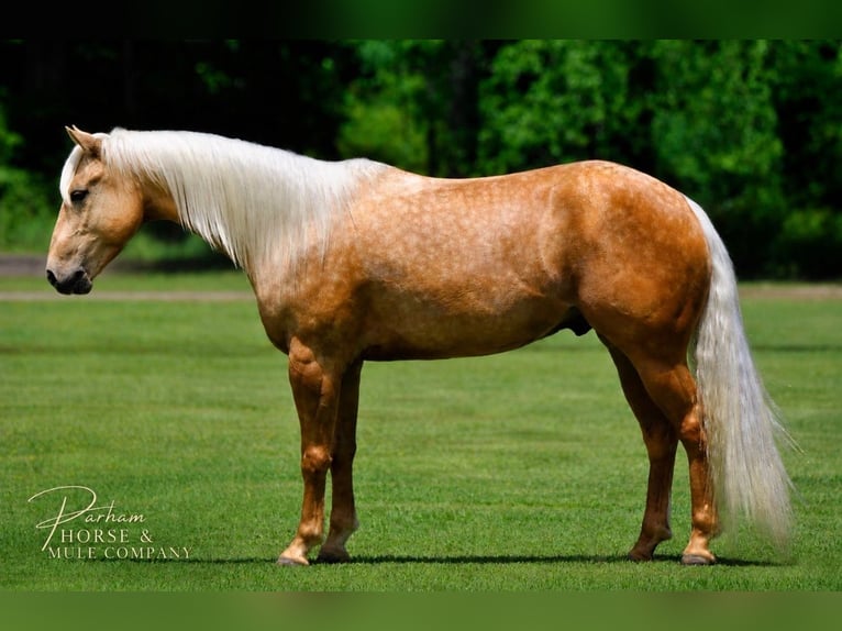 American Quarter Horse Wallach 4 Jahre Palomino in Amory, MS