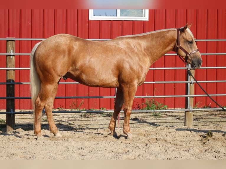 American Quarter Horse Wallach 4 Jahre Palomino in Independence