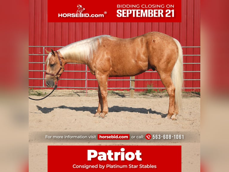 American Quarter Horse Wallach 4 Jahre Palomino in Independence