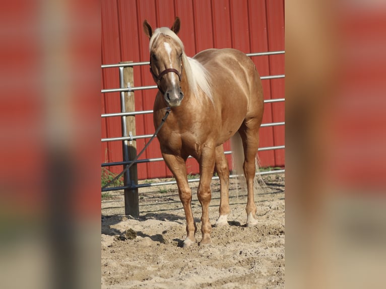 American Quarter Horse Wallach 4 Jahre Palomino in Independence