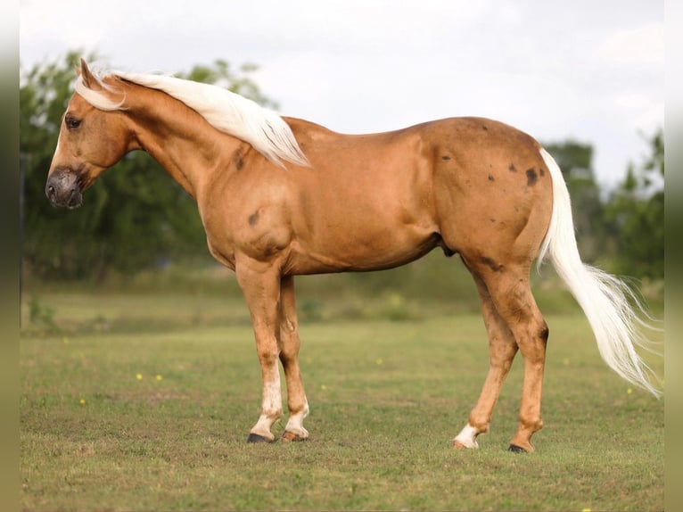 American Quarter Horse Wallach 4 Jahre Palomino in Ponder