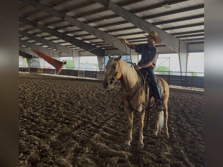 American Quarter Horse Wallach 4 Jahre Palomino in Ponder