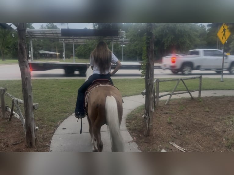 American Quarter Horse Wallach 4 Jahre Palomino in Ponder