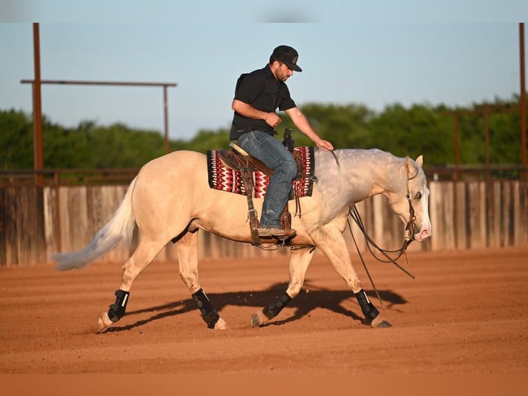 American Quarter Horse Wallach 4 Jahre Palomino in Waco