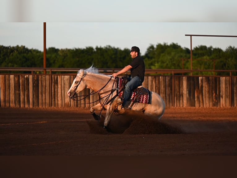 American Quarter Horse Wallach 4 Jahre Palomino in Waco