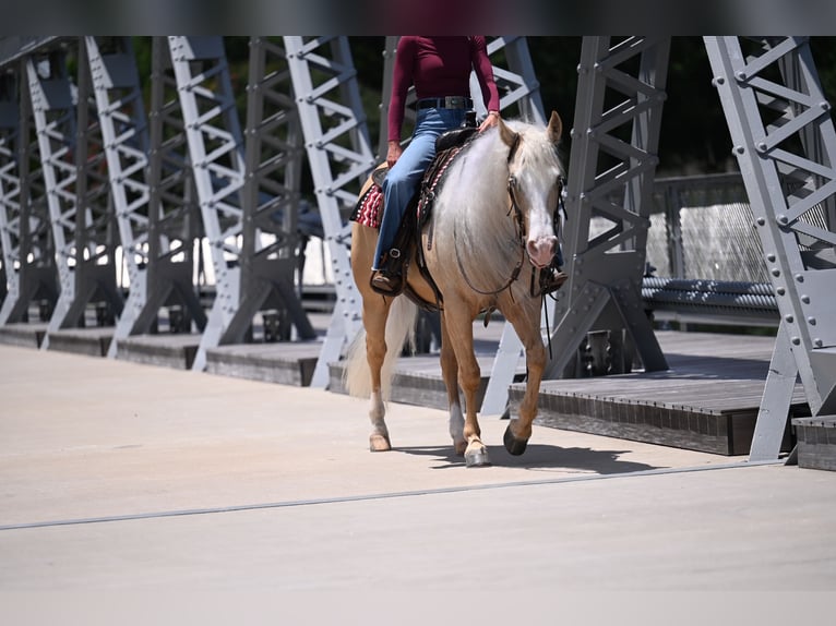 American Quarter Horse Wallach 4 Jahre Palomino in Waco