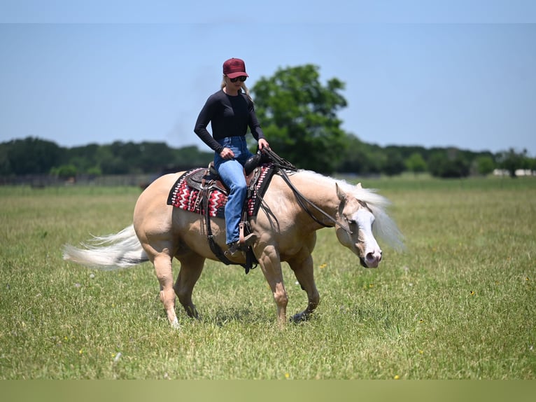 American Quarter Horse Wallach 4 Jahre Palomino in Waco