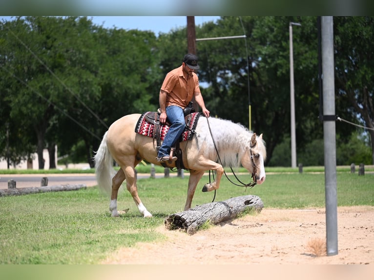 American Quarter Horse Wallach 4 Jahre Palomino in Waco