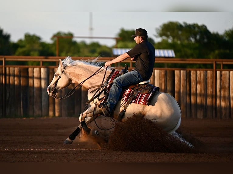 American Quarter Horse Wallach 4 Jahre Palomino in Waco